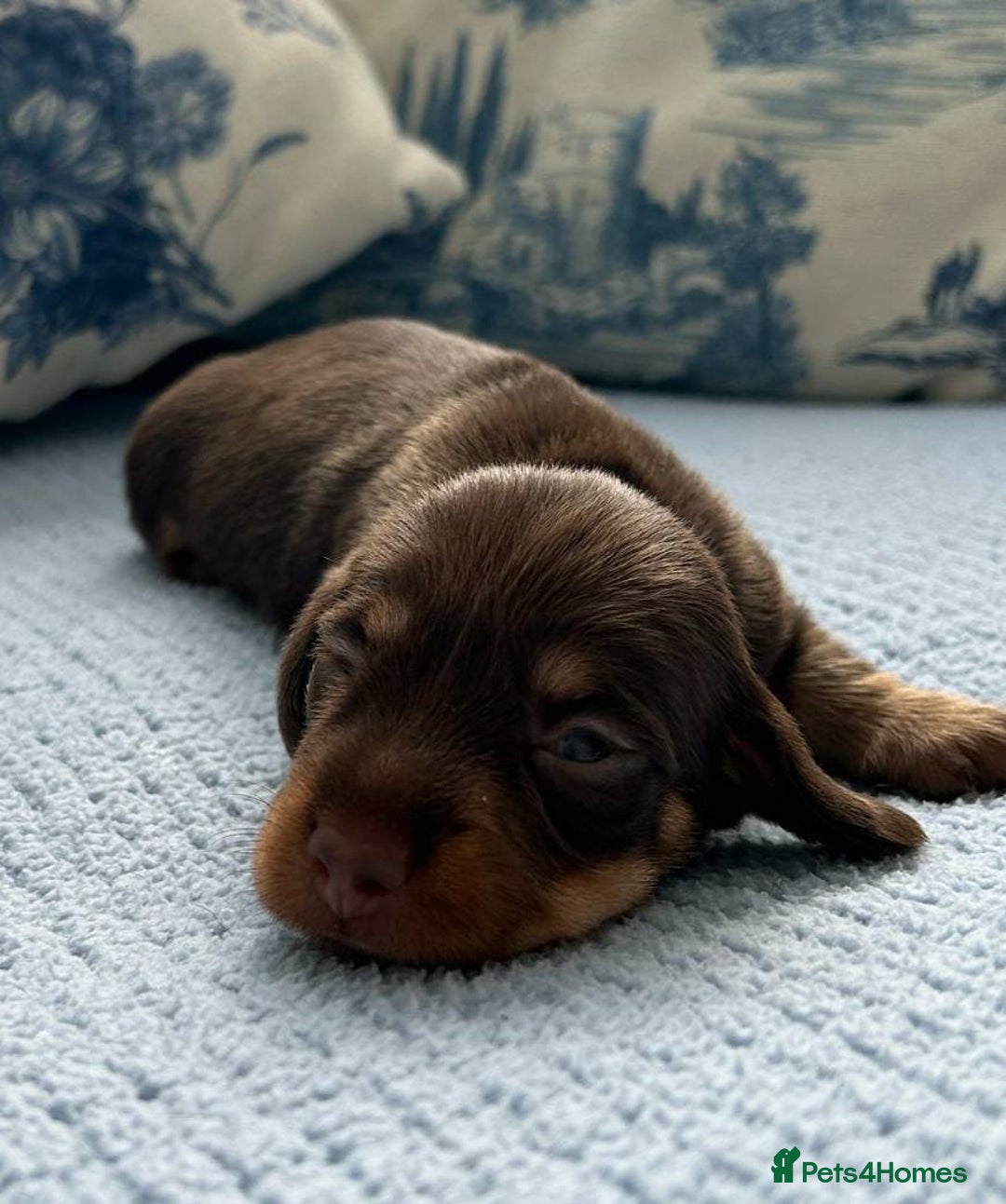 Dachshund dogs for sale: STUNNING LONG HAIRED MINIS - Image 5