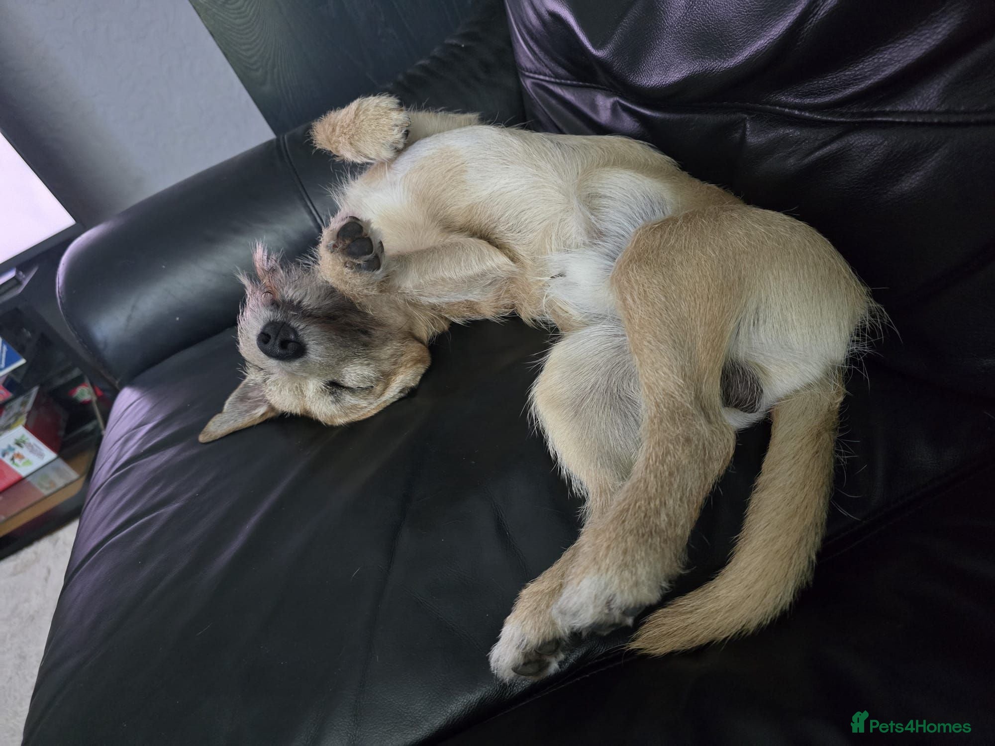 Mixed Breed dogs Loving little boy - Advert 2