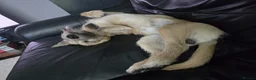 Mixed Breed dogs for sale: Loving little boy - Advert 1