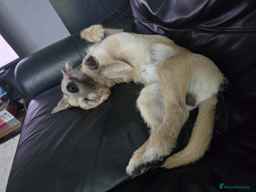 Mixed Breed dogs for sale: Loving little boy - Advert 1