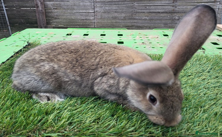 Continental Giant rabbits - Advert 2