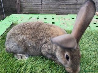 Continental Giant rabbits - Advert 39