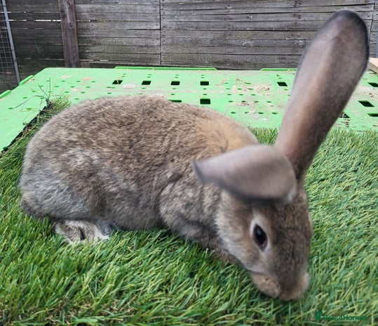 Continental Giant rabbits - Advert 2