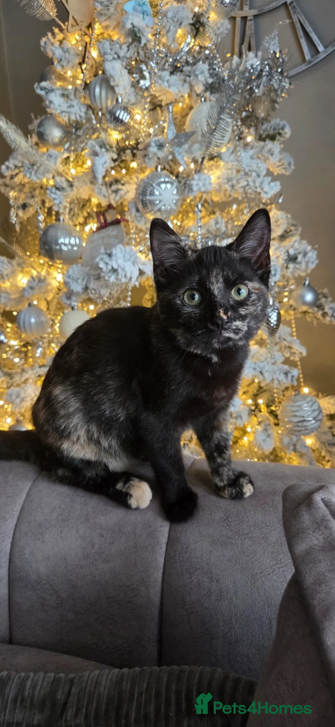 Mixed Breed cats for sale: tortoiseshell cat - Advert 1