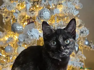 Mixed Breed cats tortoiseshell cat - Advert 2