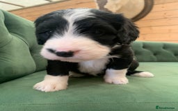 Bernedoodle dogs for sale: F1 Standard Bernedoodle Puppies LN8 - Image 21