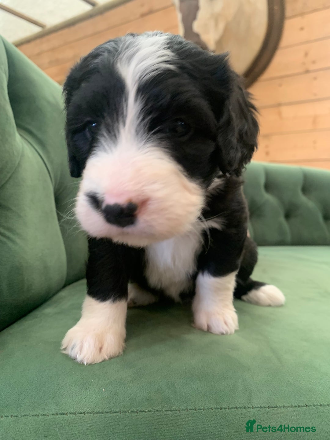 Bernedoodle dogs for sale: F1 Standard Bernedoodle Puppies LN8 - Image 21