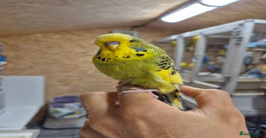 Budgerigars birds - Advert 11
