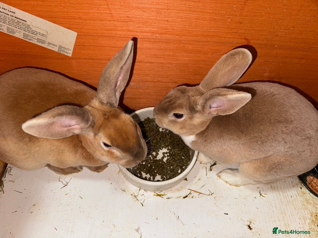 Rex rabbits for sale: 2 female Rex rabbit for sale - Advert 3