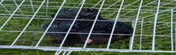 Chickens poultry for sale: Pair of brahmas - Advert 30