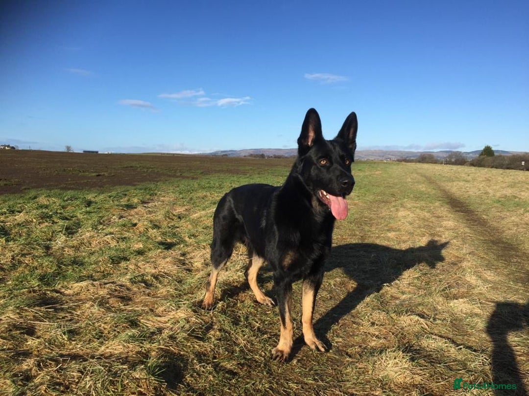 German Shepherd dogs for sale: Upcoming Litter of Pedigree German Shepherd Puppy - Image 9