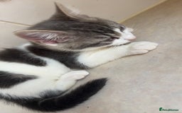 Mixed Breed cats for sale: 2 female kittens - Image 1