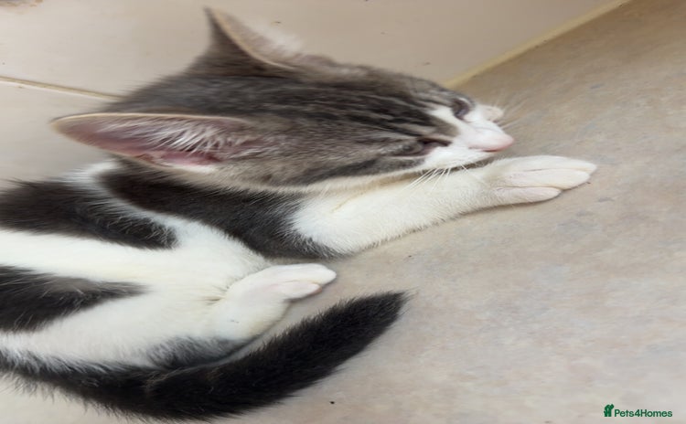 Mixed Breed cats - Advert 10