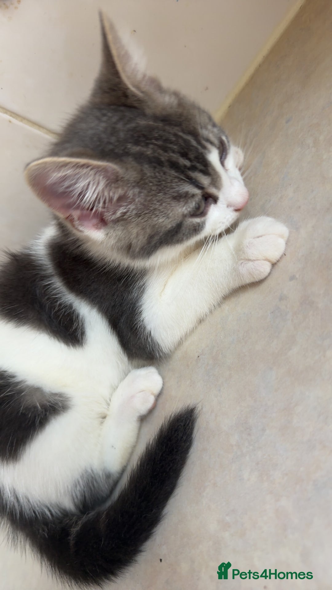 Mixed Breed cats for sale: 2 female kittens - Image 1