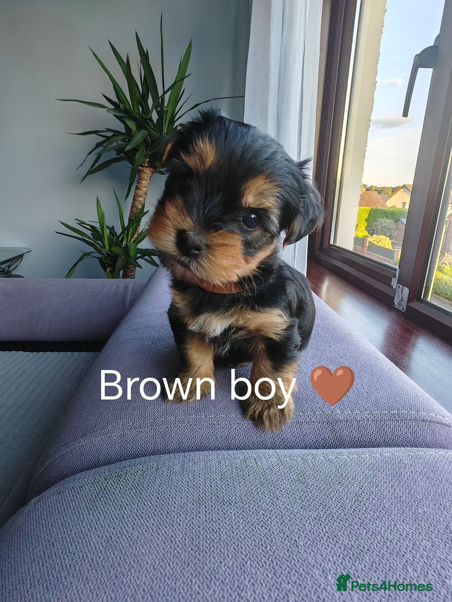 Yorkshire Terrier dogs Beautiful Yorkshire Terrier Puppies  - Advert 1