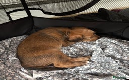 Mixed Breed dogs for sale: Jorkie male  - Image 5