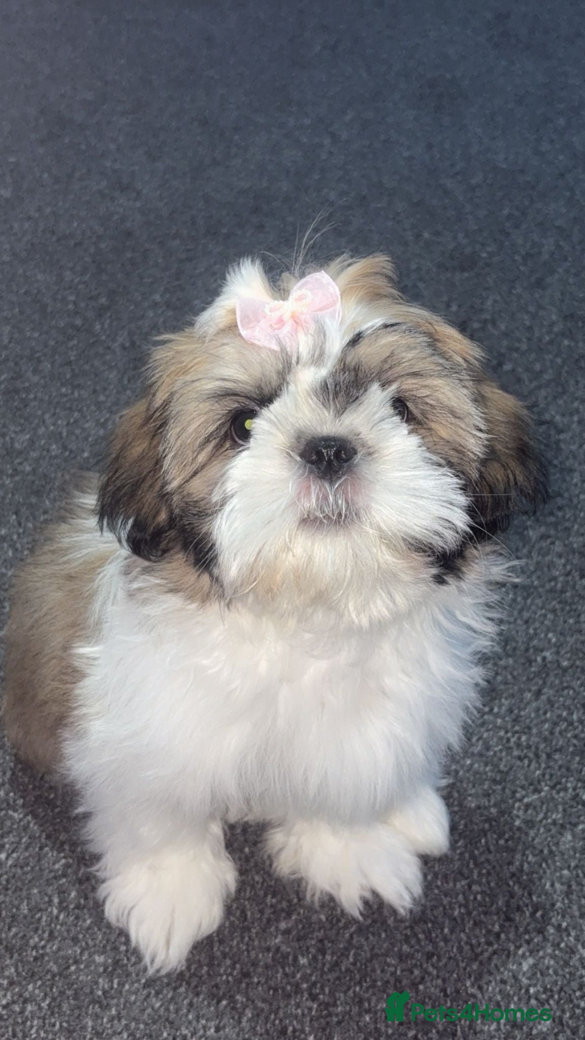 Shih Tzu dogs for sale: Shih Tzu in Nelson - Advert 3