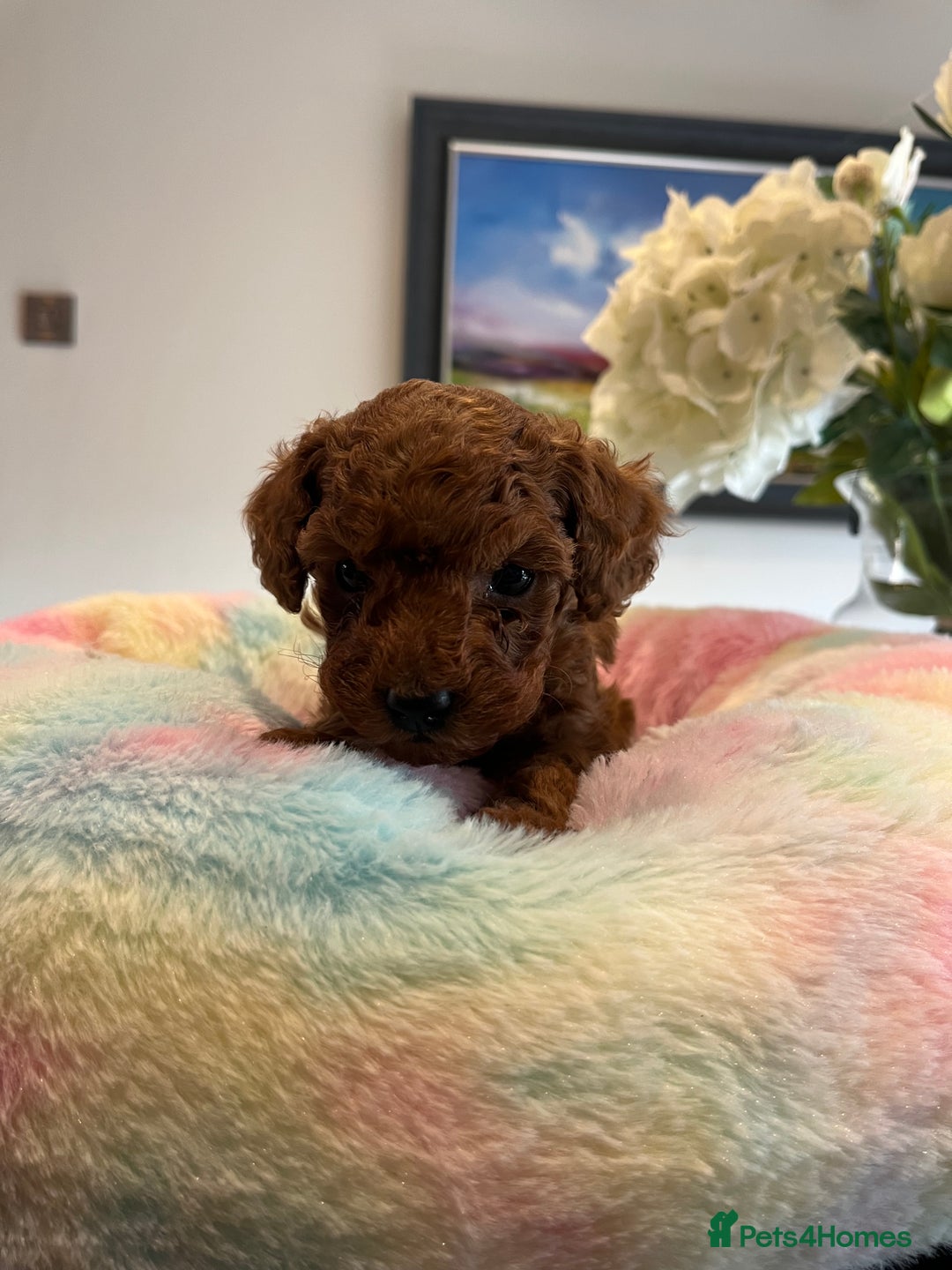 Toy Poodle dogs for sale: Adorable Deep Red KC Reg Toy Poodles  - Image 3