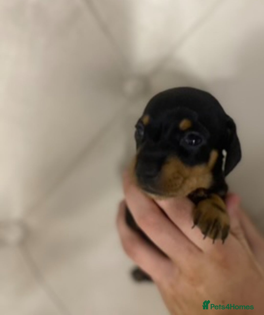 Dachshund dogs for sale: 4 Dachshund puppies for sale  - Advert 13