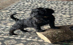 Cockapoo dogs for sale: Cockapoos puppies  - Image 3