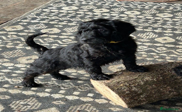 Cockapoo dogs - Advert 6