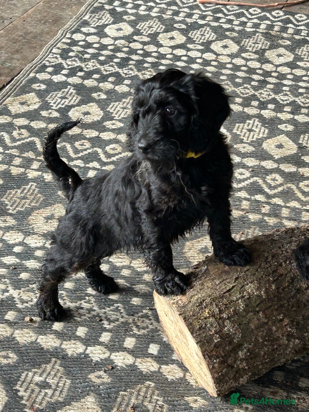 Cockapoo dogs for sale: Cockapoos puppies  - Image 3