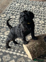 Cockapoo dogs - Advert 10