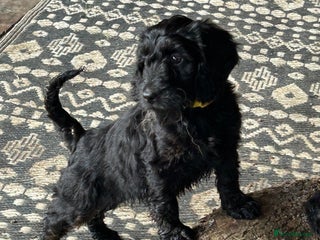 Cockapoo dogs - Advert 1