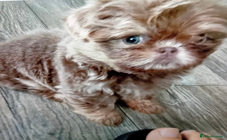 Shih Tzu dogs - Advert 2