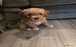 Cavapoo dogs for sale: Cavapoo puppies  - Image 2