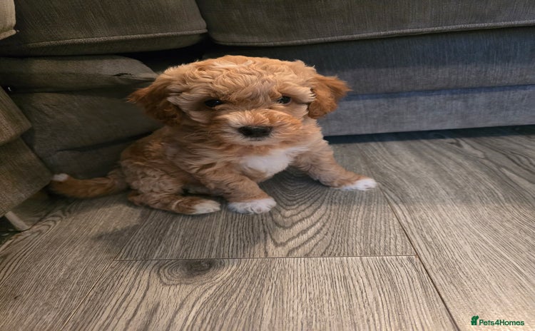 Cavapoo dogs - Advert 11