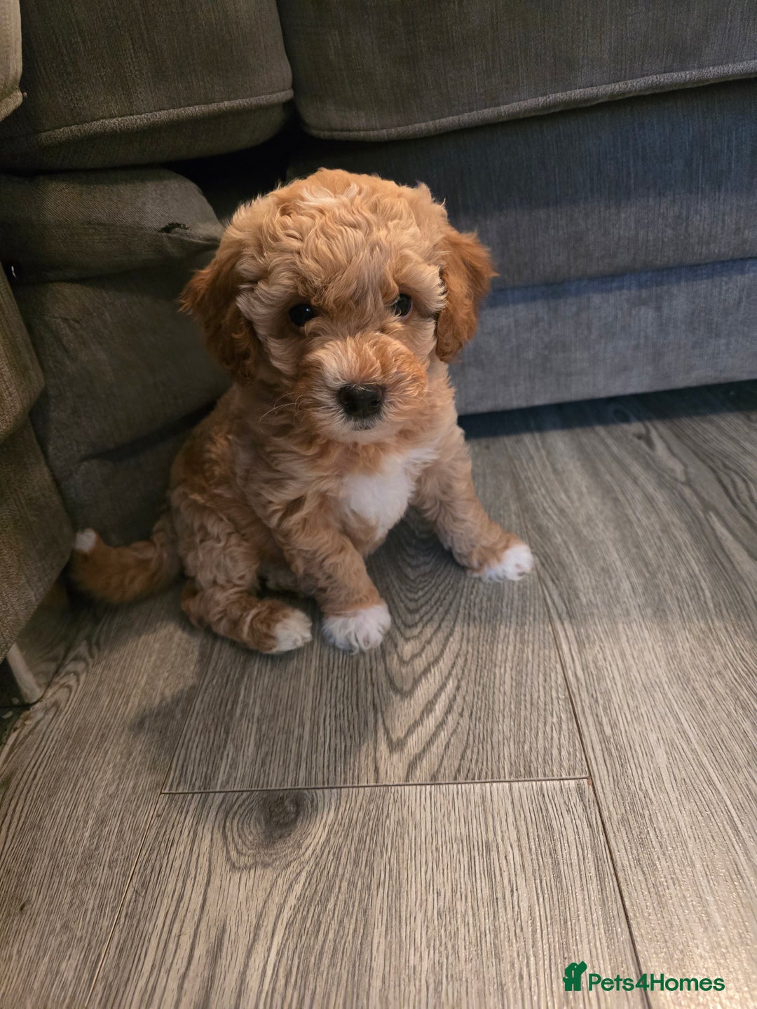 Cavapoo dogs for sale: Cavapoo puppies  - Image 2