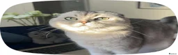 Scottish Fold cats for sale: Beautiful Scottish Fold Male Cat for Sale in Oldbury - Advert 3