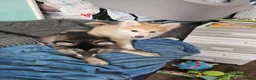 Pomsky dogs for sale: F3 Pomsky Puppies MUST GO - Advert 12