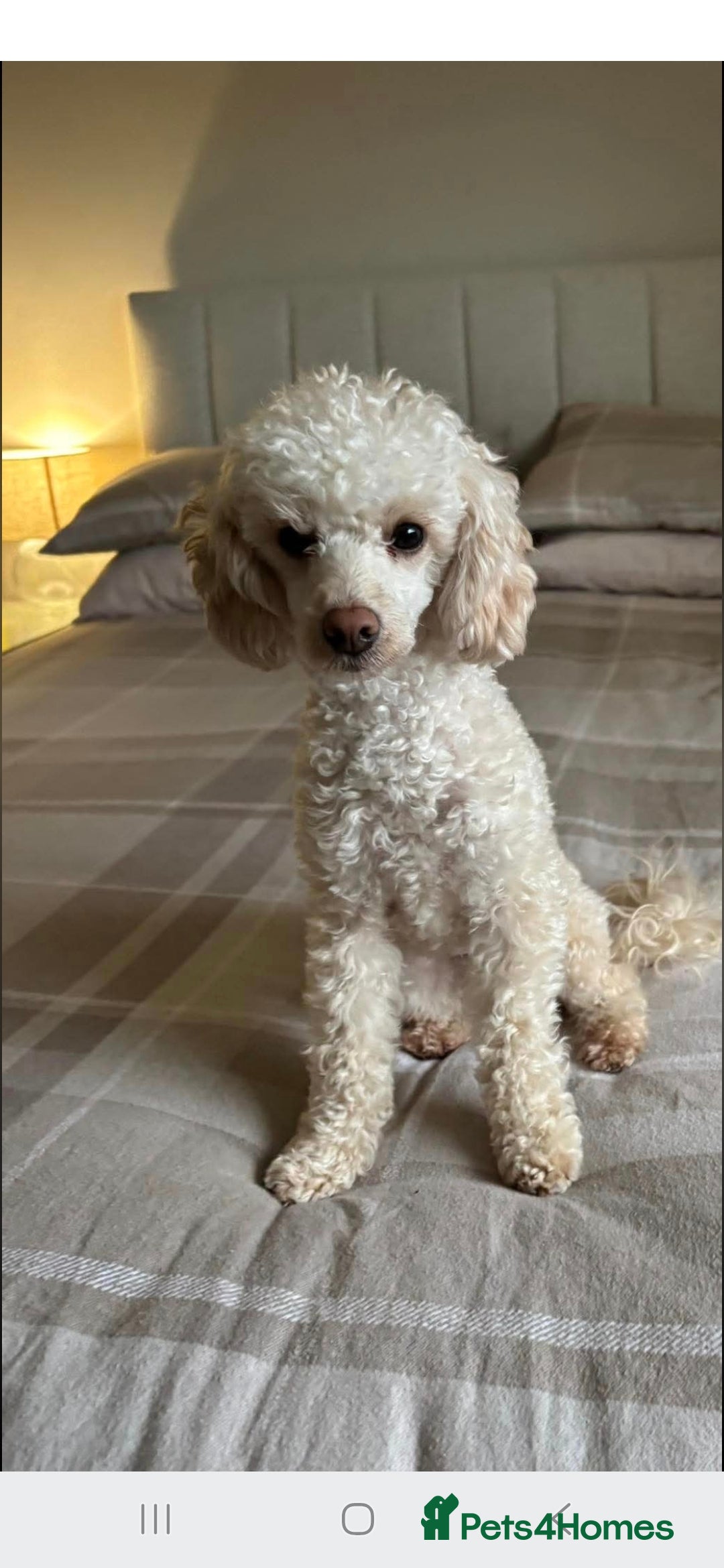 Toy Poodle dogs for sale: Toy Poodle Bitch 11 Months Old  - Advert 1