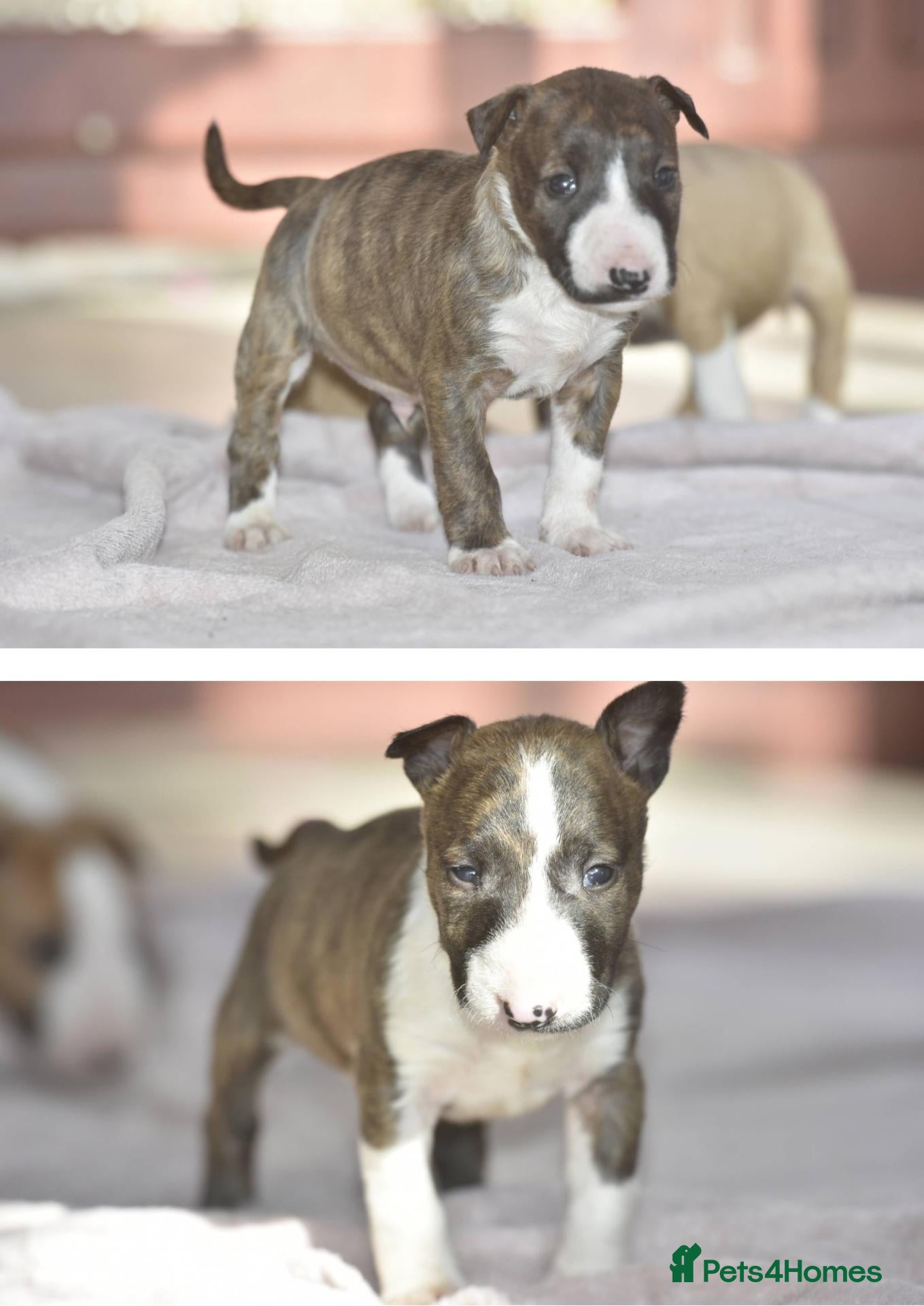 Miniature Bull terrier dogs Ready to leave! Excellent mini bull terrier pups  - Advert 1