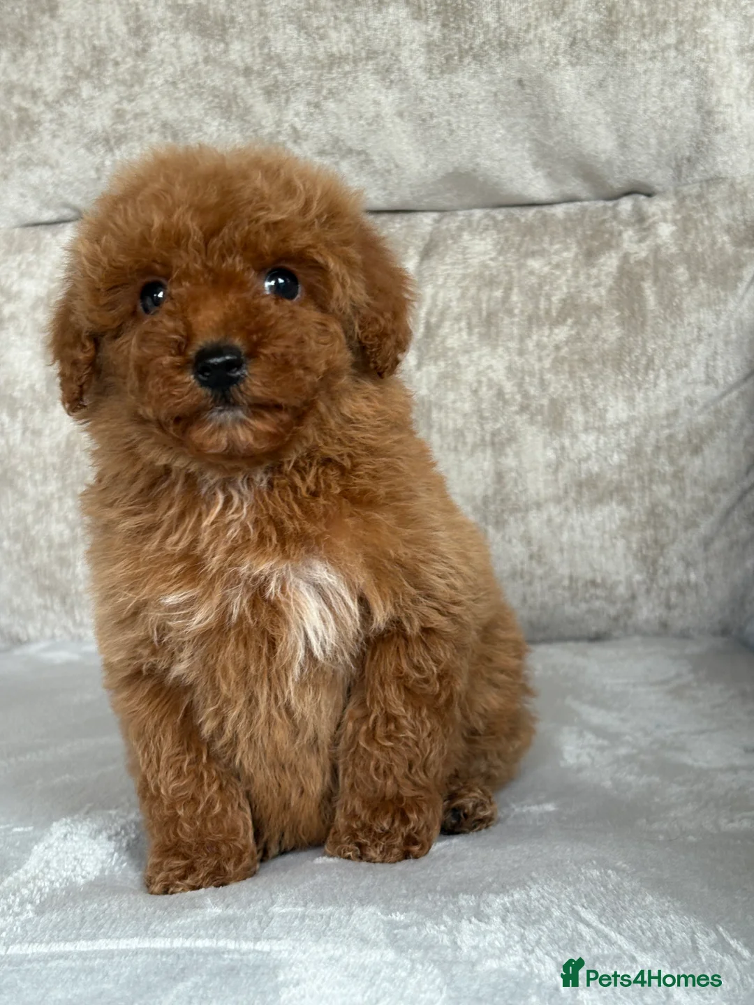 Miniature Poodle dogs for sale: Stunning miniature poodles - Advert 3