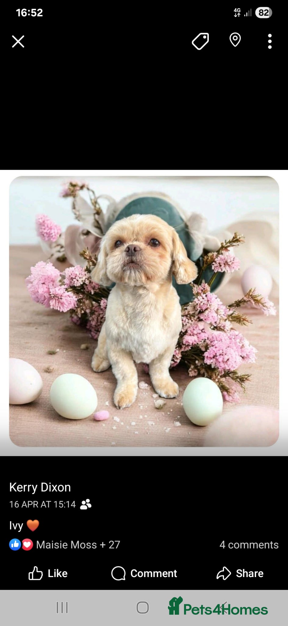 Shih Tzu dogs Beautiful Brown babies - Advert 3