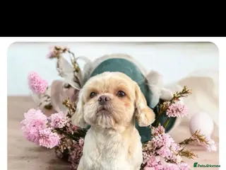 Shih Tzu dogs Beautiful Brown babies - Advert 3