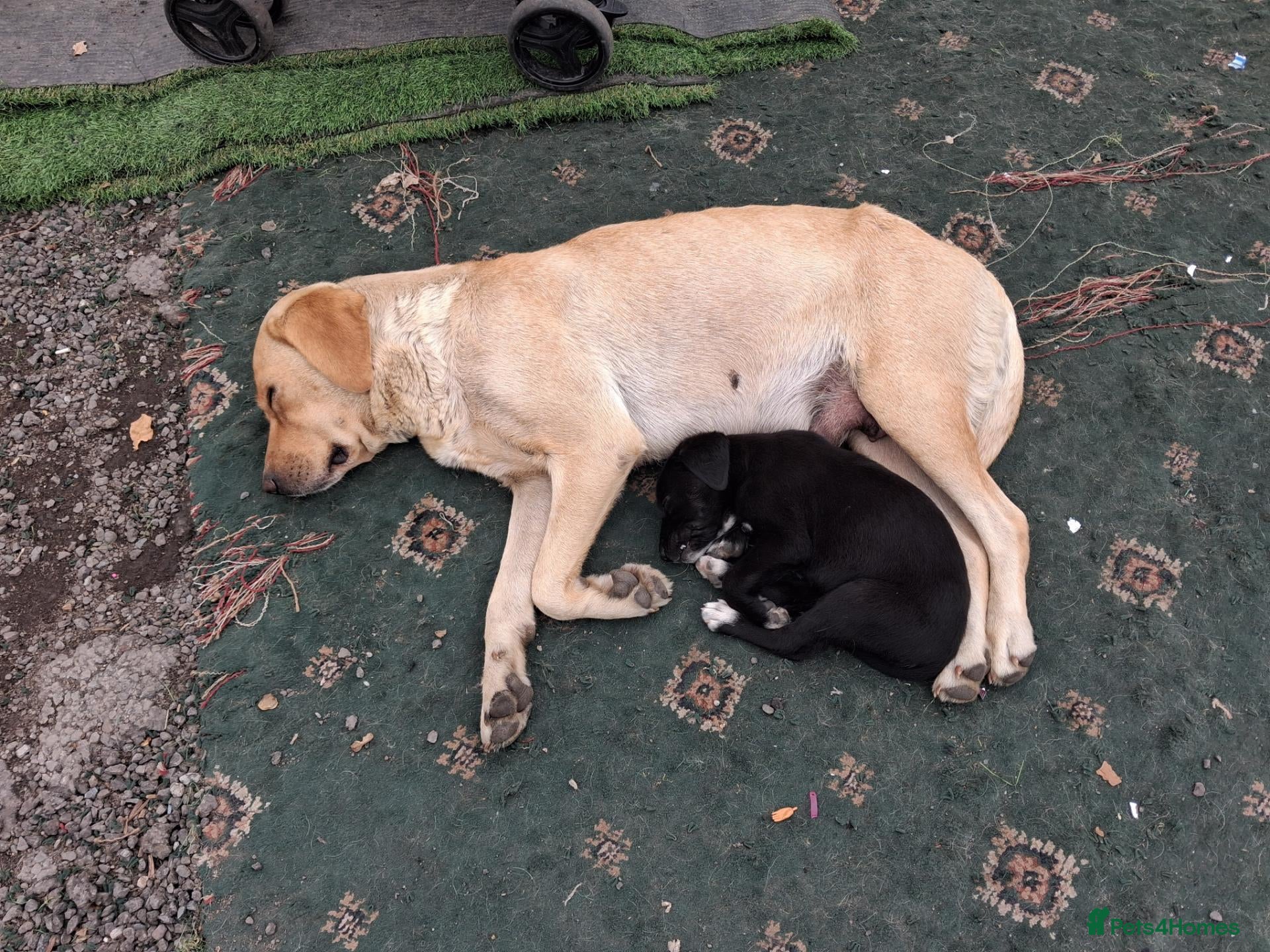Labrador Retriever dogs Labradour puppies for sale ready 23rd oct - Advert 2