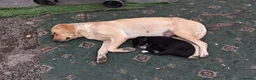 Labrador Retriever dogs for sale: Labradour puppies for sale ready 23rd oct - Advert 1