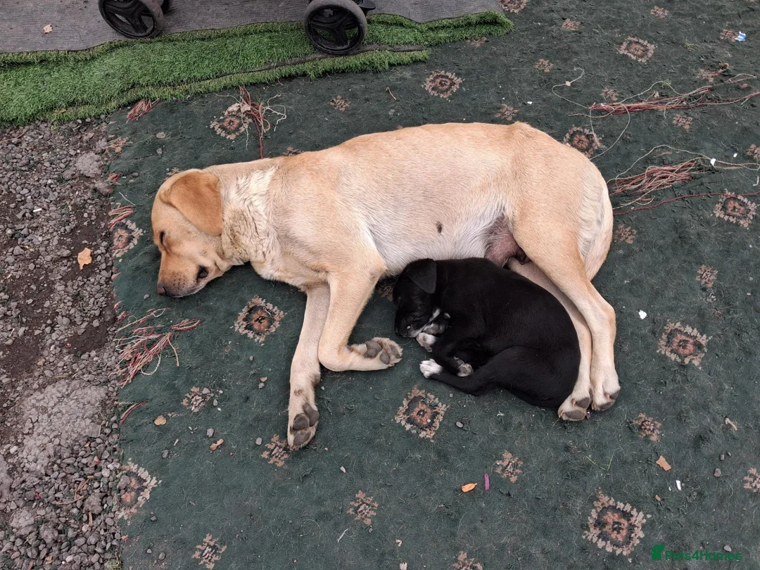 Labrador Retriever dogs for sale: Labradour puppies for sale ready 23rd oct - Advert 1
