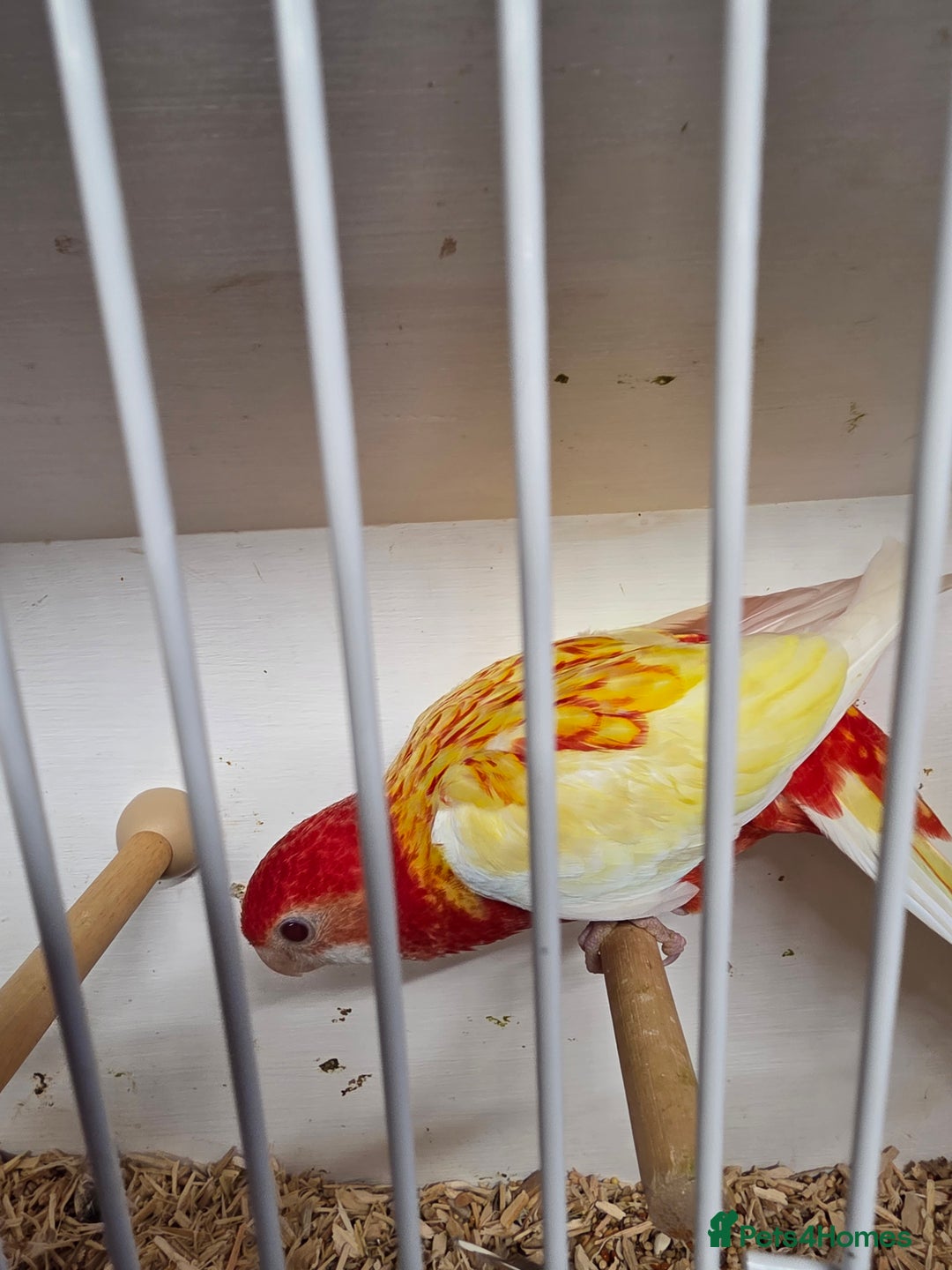 Parakeets birds for sale: Rosellas  - Advert 6