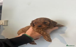 Cavapoo dogs for sale: Stunning F1B Cavapoo puppies  - Image 8