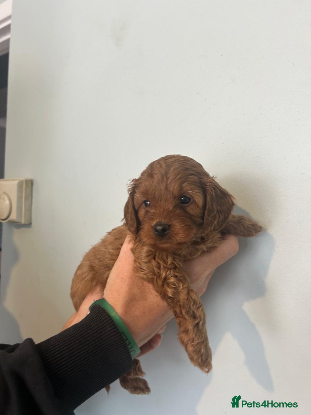 Cavapoo dogs for sale: Stunning F1B Cavapoo puppies  - Image 8