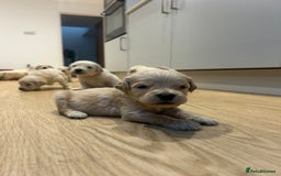 Double Doodle dogs for sale: Double doodles born 24/07/25 1 boy & 4 girls left - Image 30