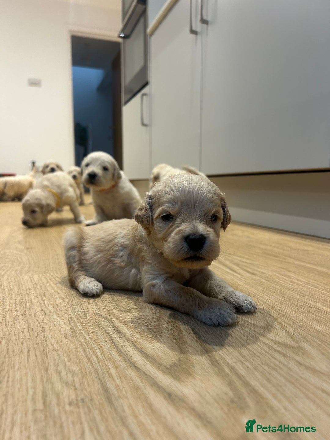 Double Doodle dogs for sale: Double doodles born 24/07/25 1 boy & 4 girls left - Image 30
