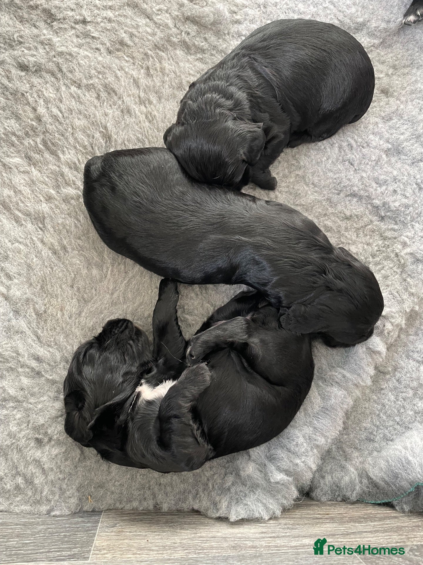 Sprocker dogs Beautiful Sprocker Puppies - Advert 2