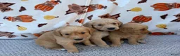 Golden Retriever dogs for sale: Beautiful golden retriever puppies - Advert 27