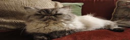 Persian cats for sale: Beautiful Persian ultra  **  - Advert 3